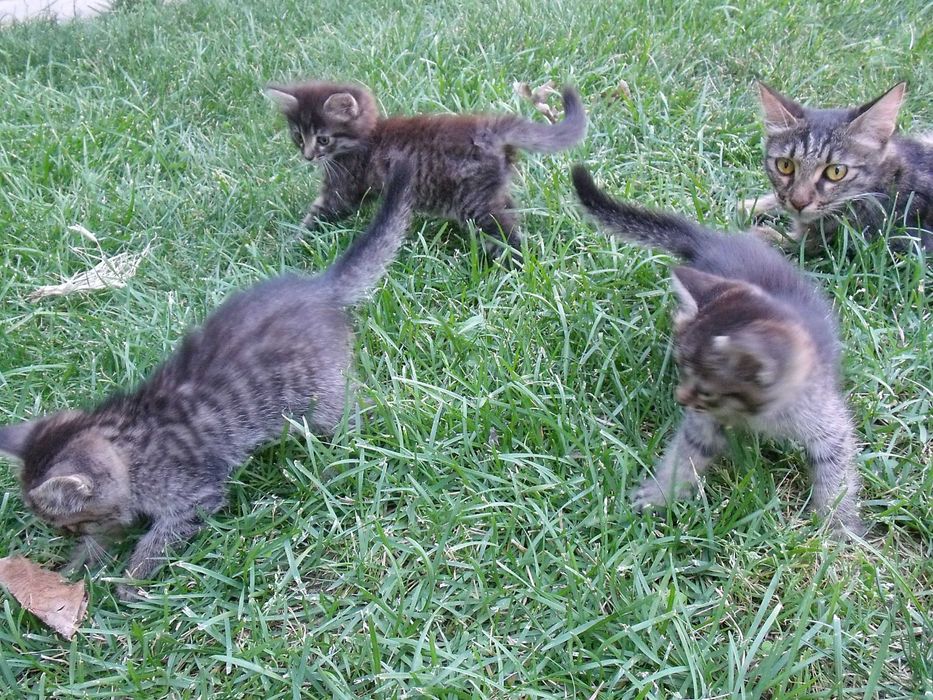 Милые котята 1,5 месяца