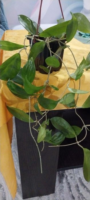 Продам цветок хойя