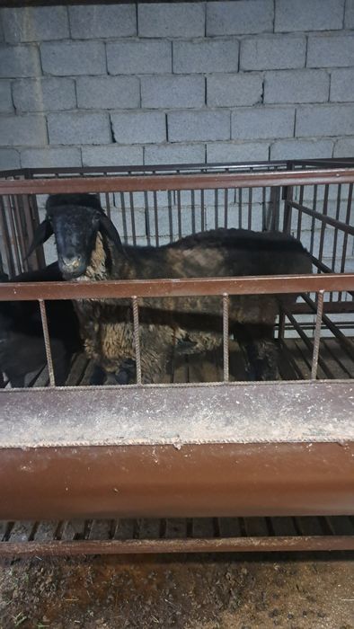Байланған қой сатылады