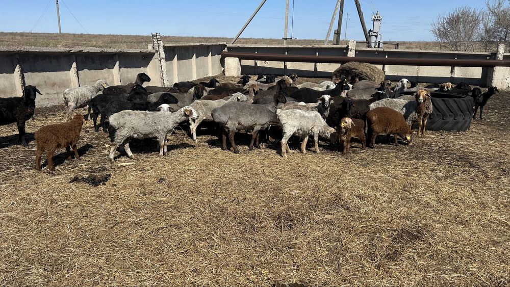 Продам овец ягнят кошкаров