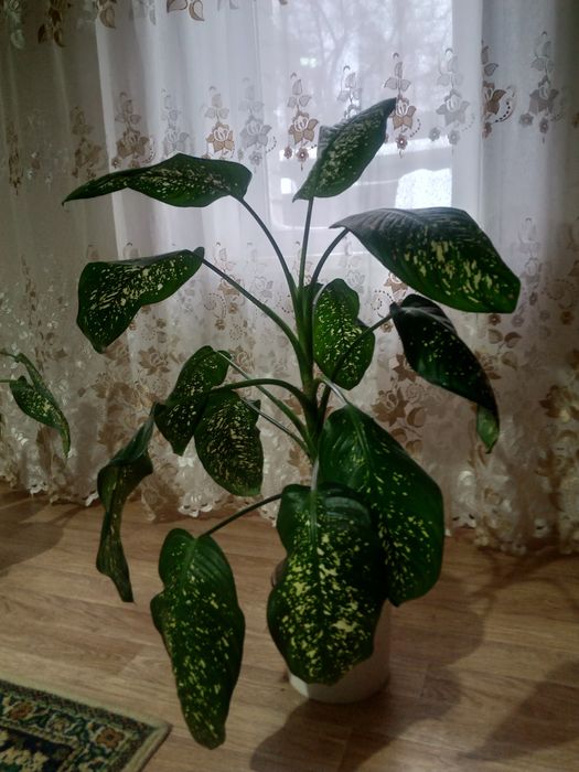 Продам цветы Диффенбахия