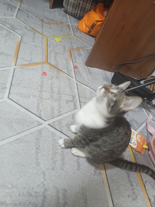 Котейка в добрые руки