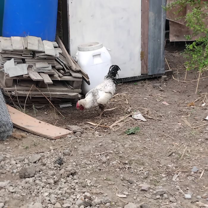 Үкілі қораз сатылады