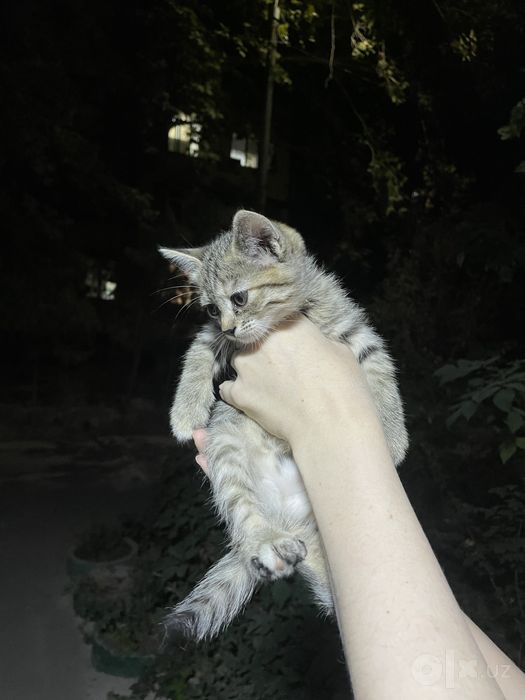 Ласковые  котята