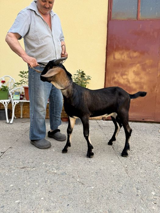 Țap metis anglonubian cu alpină franceză