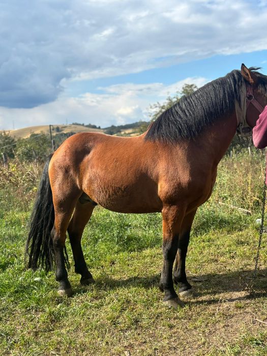 Cal de vânzare - armăsar blând