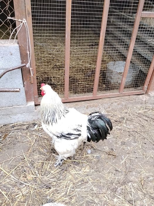 Продам Петухов Белая Брама