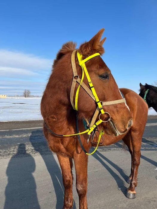 Лошадь жеребец 4года