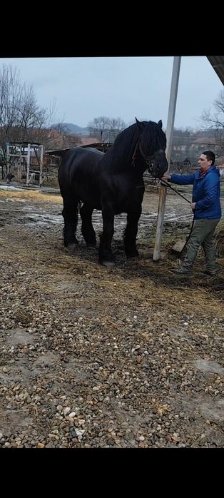 Armăsar Ardenez 4/5 ani