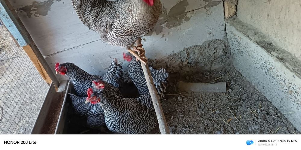 Amrokis tovuq tuxumlari sotiladi manzil Kogon
