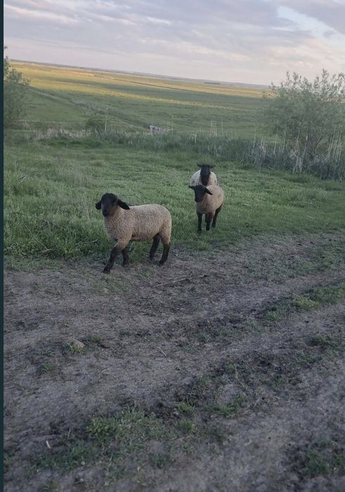 Vând mieluțe și berbecuți Suffolk
