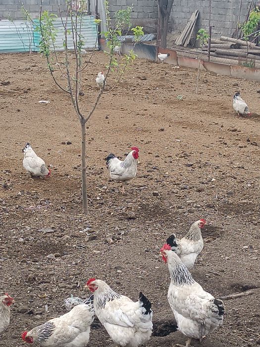 Адлер тауык кораздар