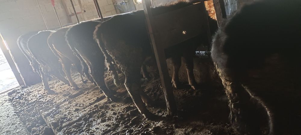 Продам быков 6 голов