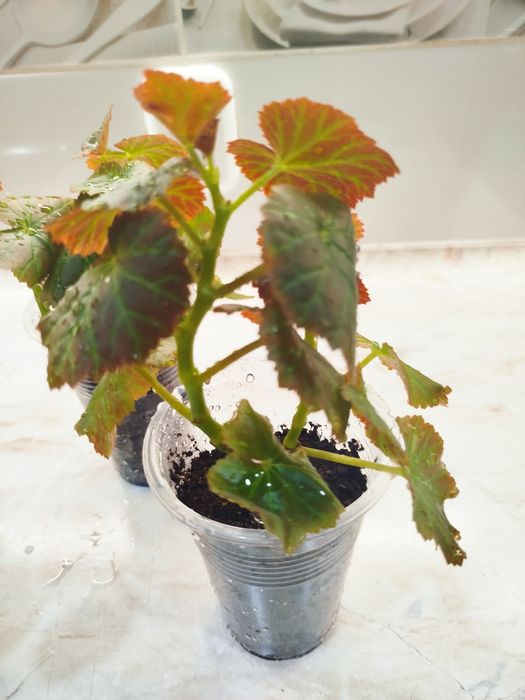 Цветок   Бегония