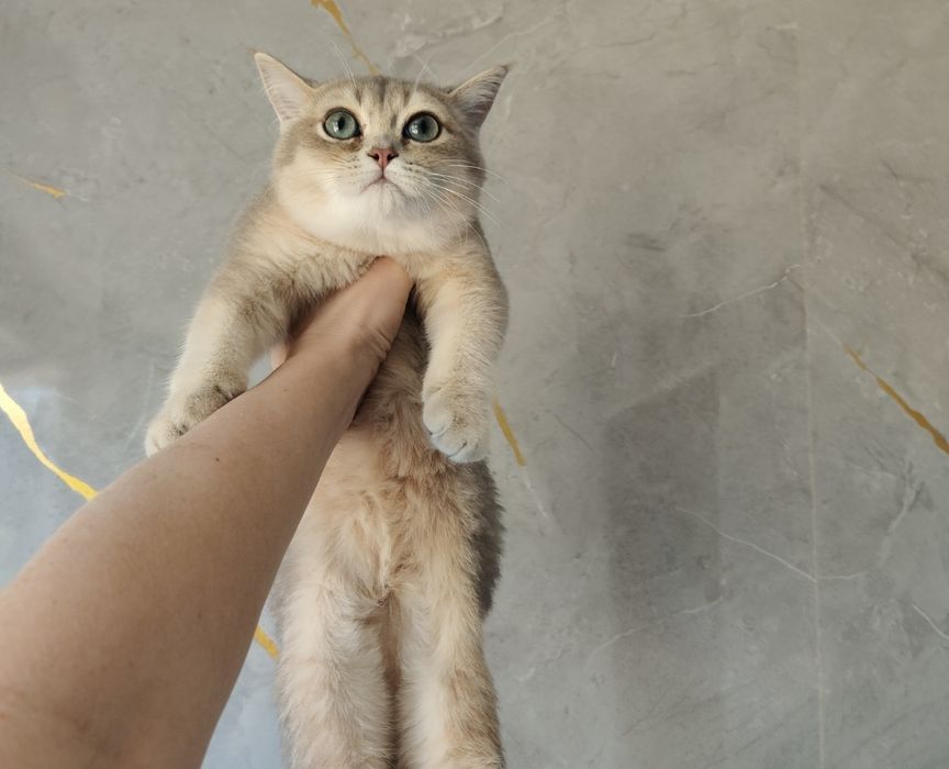 Все котята в наличии