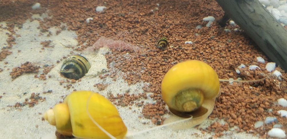 Melci de apa Pomaceea galbeni