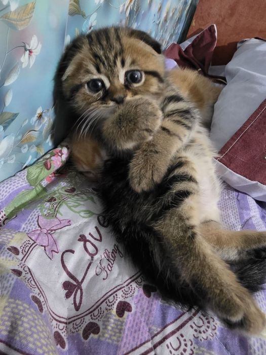 Котенок веслоухий