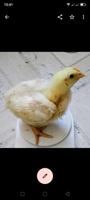 Цеплята бройлера