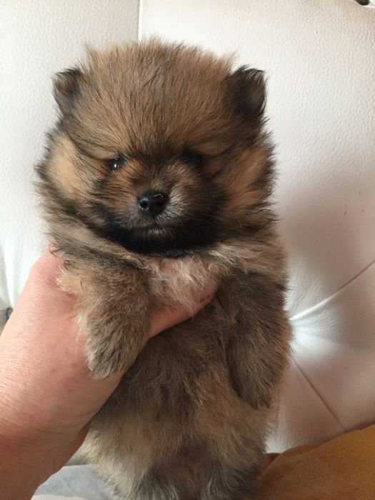 рыжие и белые шпицушки