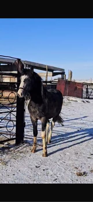 Айғыр сатамын 3 жасар