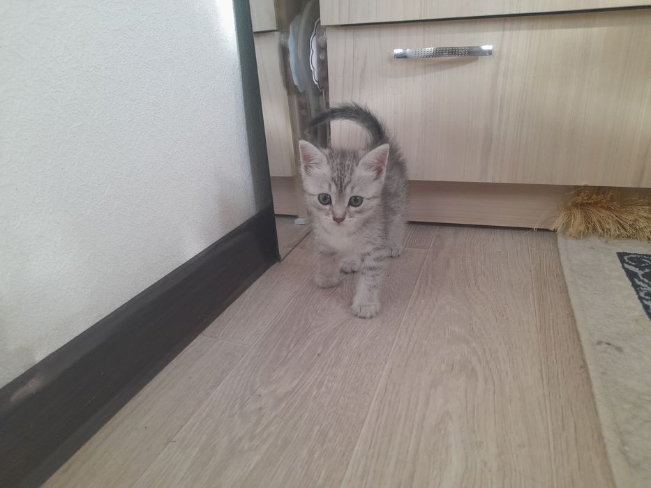 Котята бесплатно