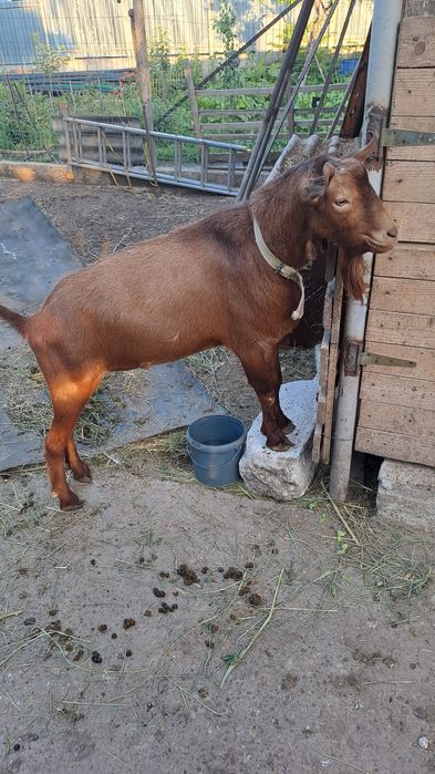 Vand sau schimb cu  oaie/berbec,capra, țap murciano de 3 ani