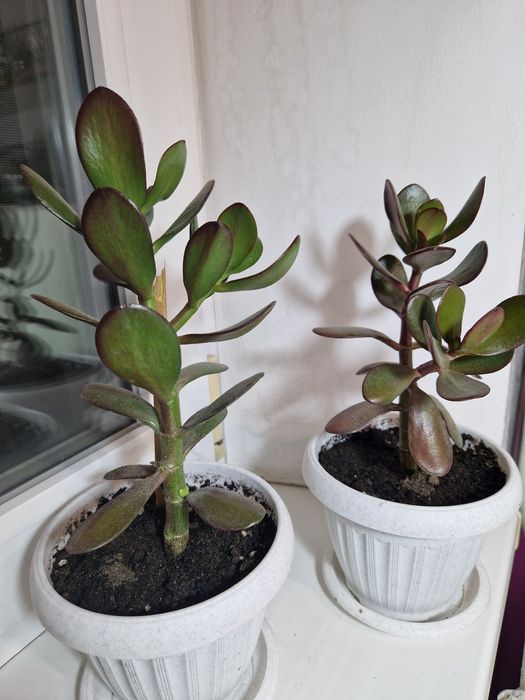 Комнатные цветы ,цветы