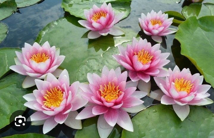 Семена Лотоса или водяной Лилии