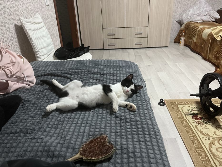 Отдам кошечку в добрые ручки