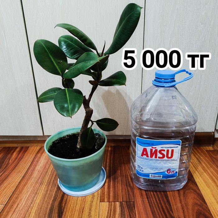 Комнатные растения -Фикус