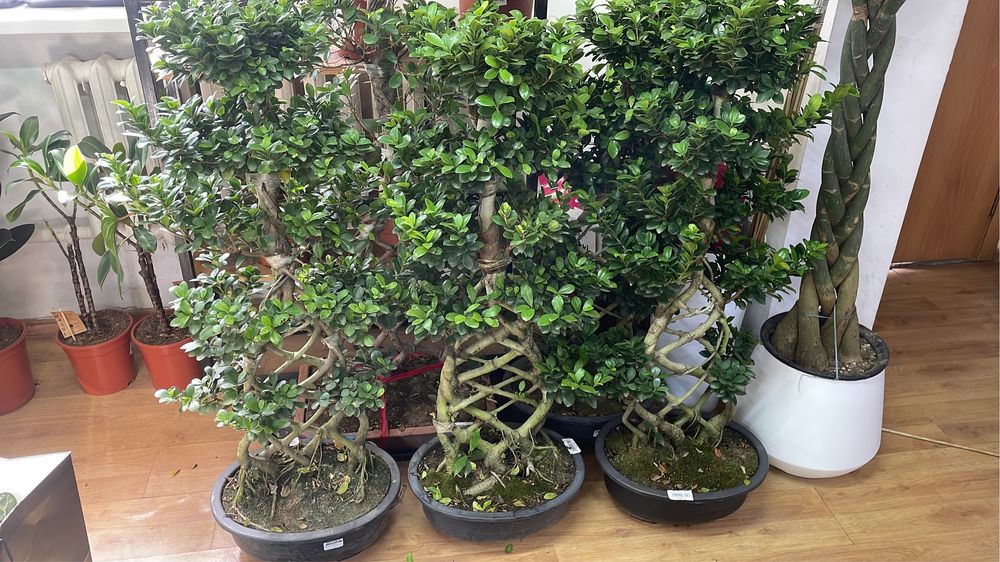 Бонсай Фикус гинг сенг