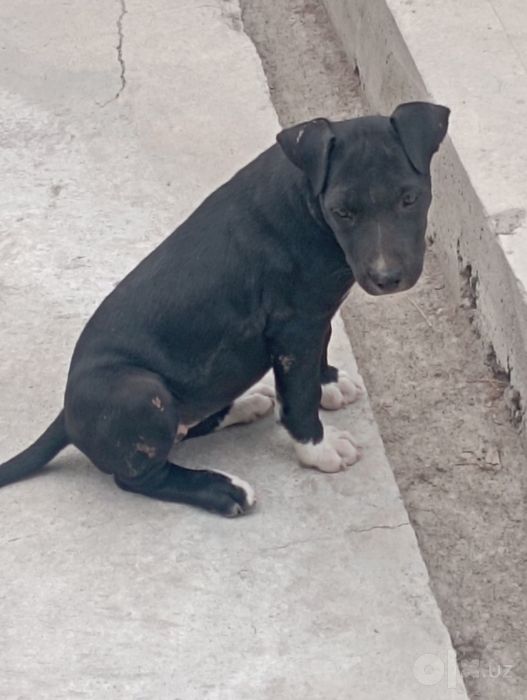 Pitbul sirochna sotiladi oladigonla aloqaga ciqsn