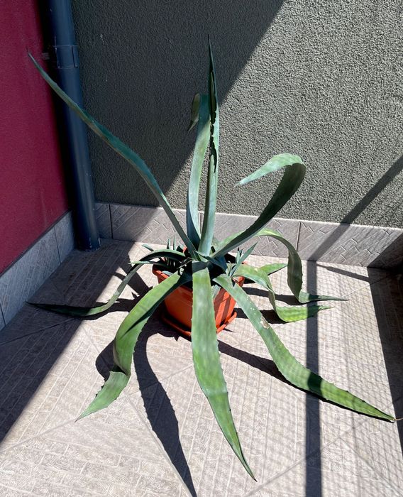 Agava americana albastra mare cu pui