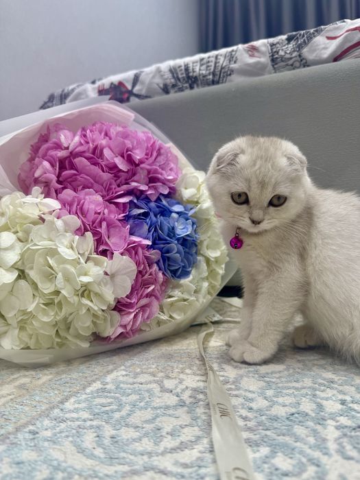 Шотладская вислаухо