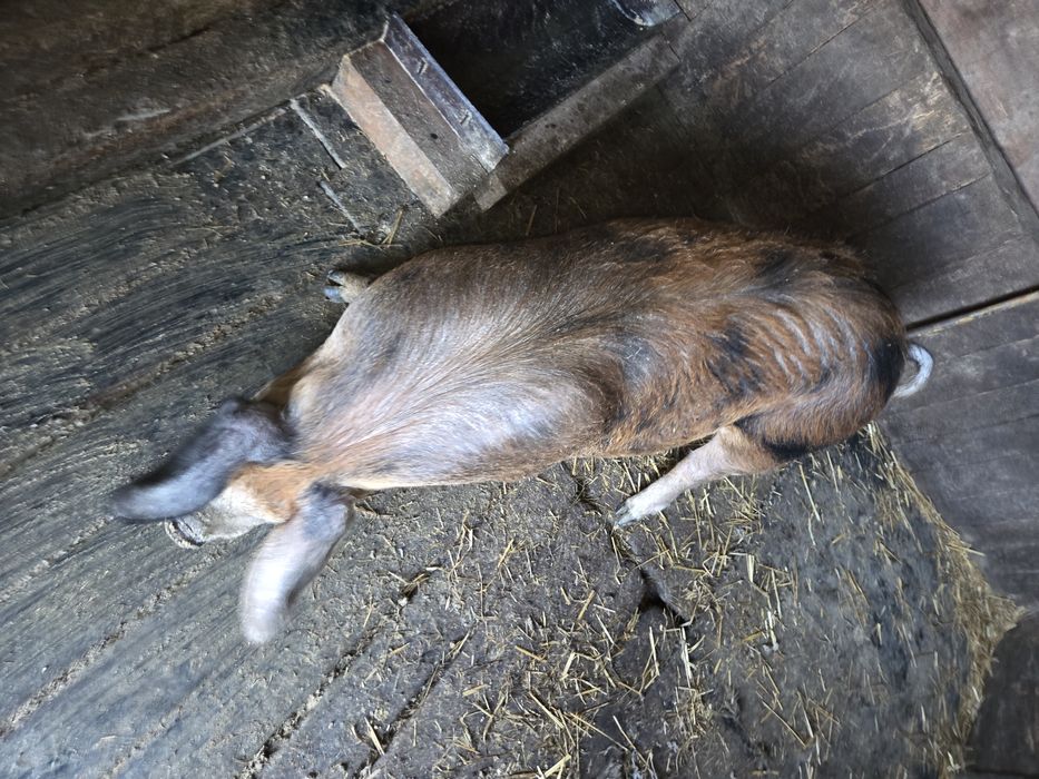 Vând capre Alpina Franceza