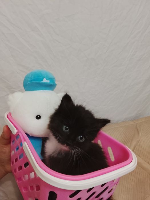 Отдам двух котят.