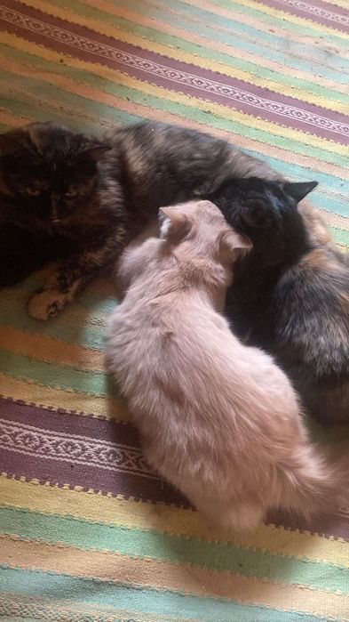 Отдаем в хорошие руки