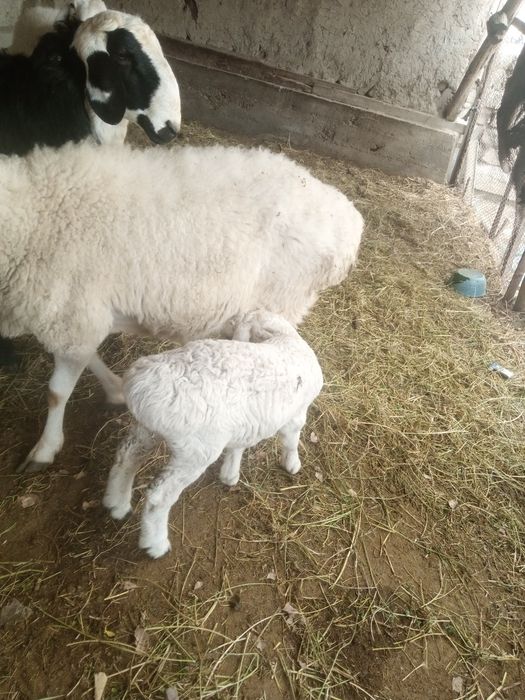 Ona bola sotiladi bolasi qo'chqorcha 20kunlik narxi 7.5 yana kelishami