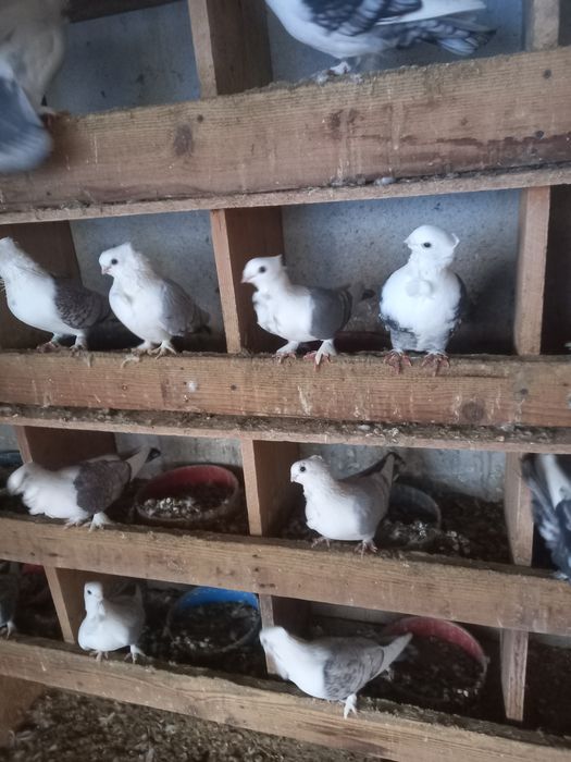 Vînd porumbei misurli