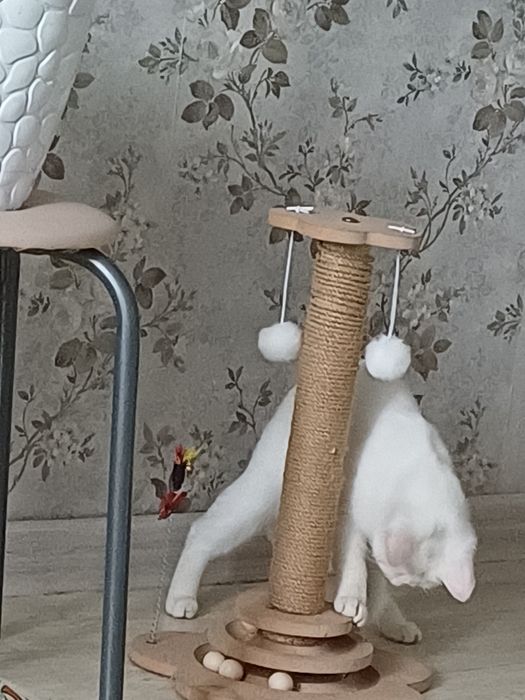 Отдаю молодую  кошечку