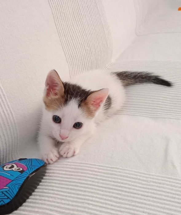 Donez pisic alb cu negru