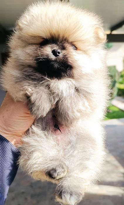 Померан, мини померан