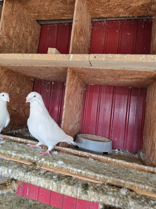 Voiajori standard albi