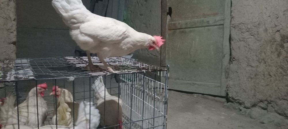 Ломан синди товуклари