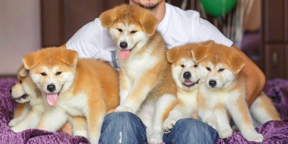 Уникальные акита ину высочайшего класса от элитного питомника Fulgrim