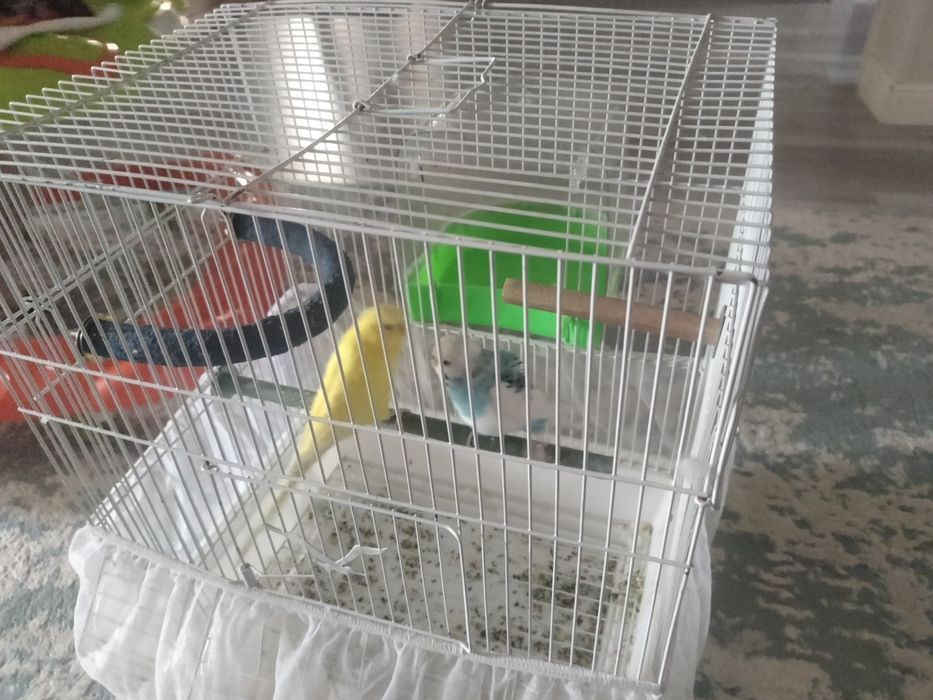 Пролом Волнистиков (попугай)