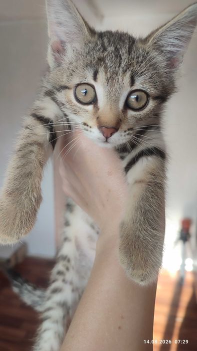 Отдам котенка девочка