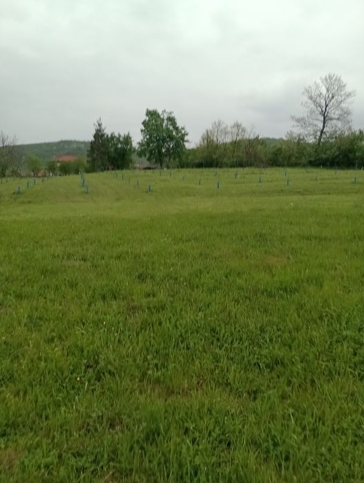 Косене на тревни площи