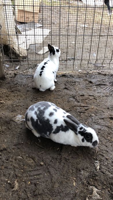 Femele iepure rex pitic