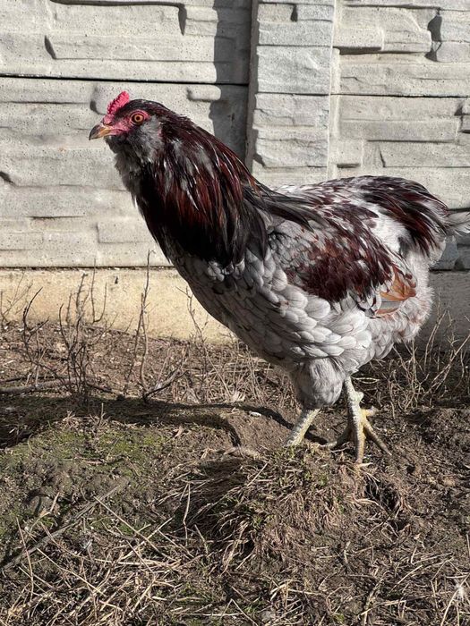 Cocoș Araucana 7 luni
